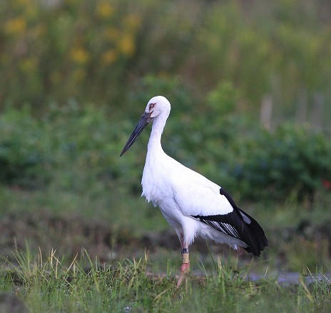 写真：佇むコウノトリ